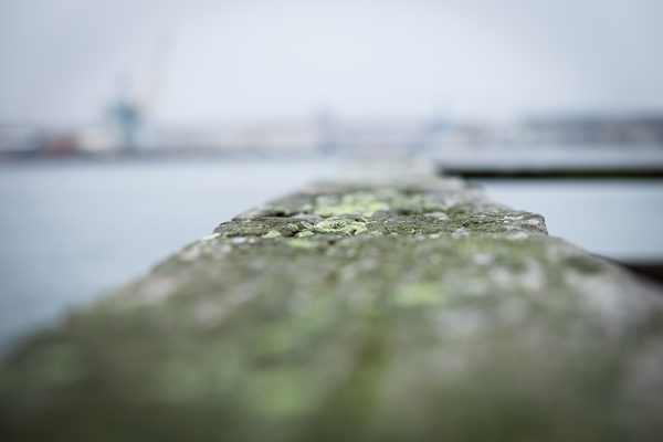 Mossy planks on the port's jetties.