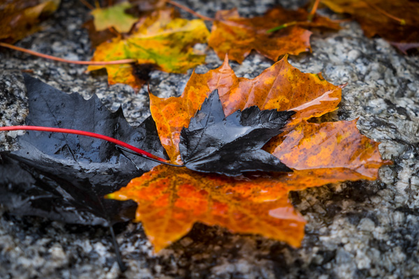 Striking black and orange leaves along the Mousam River - Kennebunk, Maine