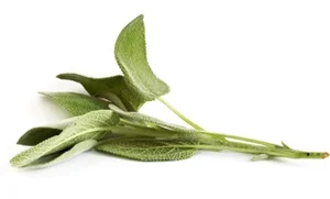 adage_sage_web_300px.jpg
