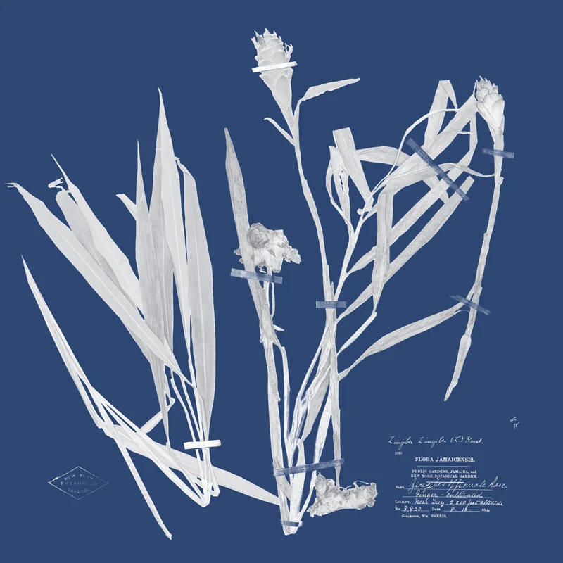 Zingiber Officinale