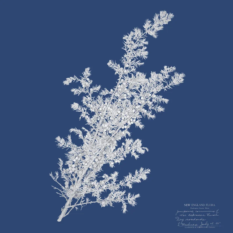 Juniperus Communis