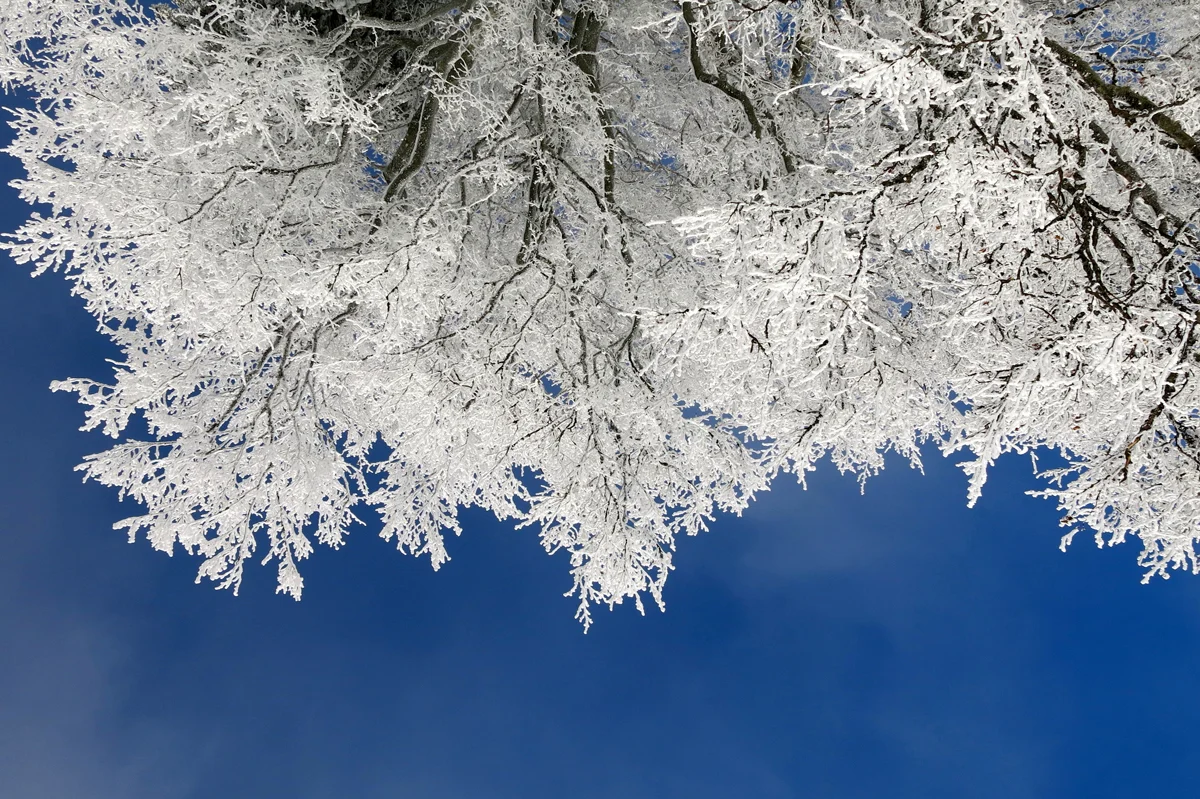 Make the Season Bright