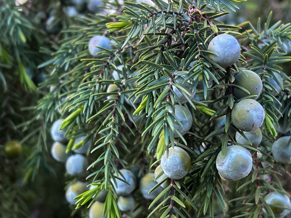 Scent Journal - Lentisco (aka Mastic Tree) — source adage fragrances