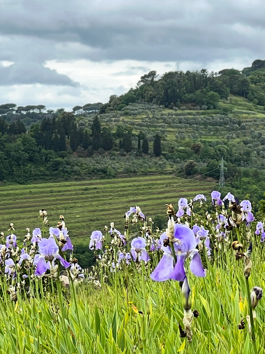 Iris Palida fields at the Pruneti farm in San Polo, Tuscany
