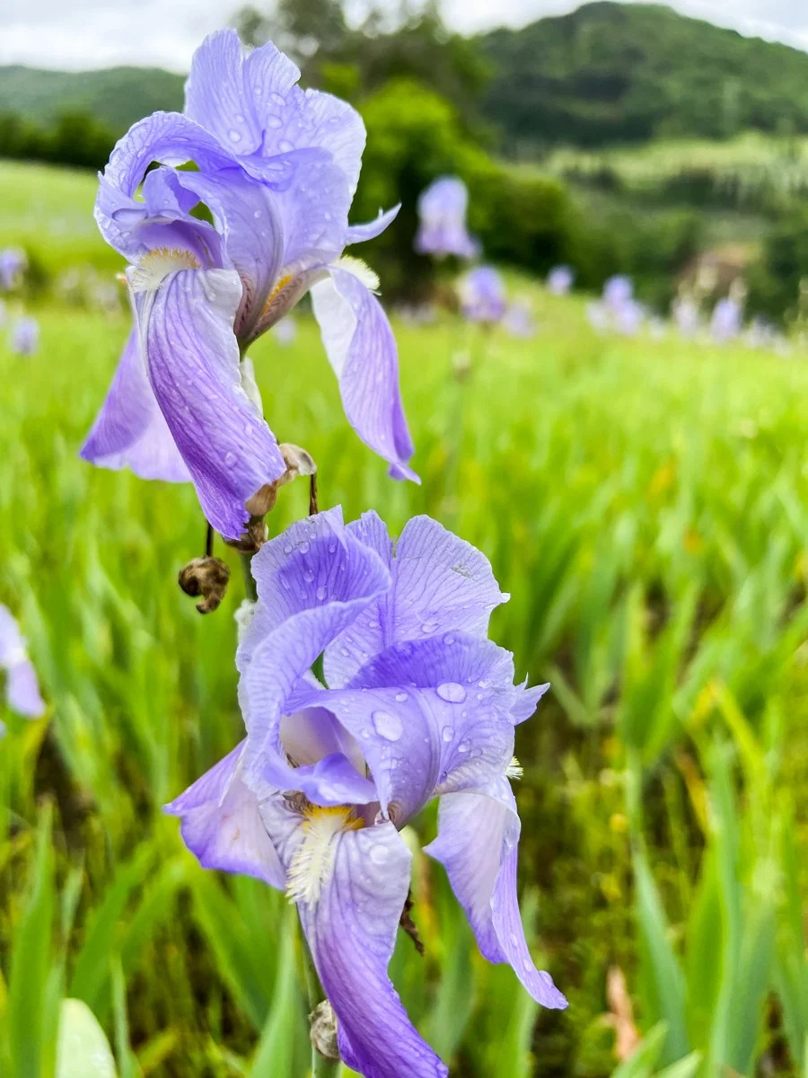 Iris Palida