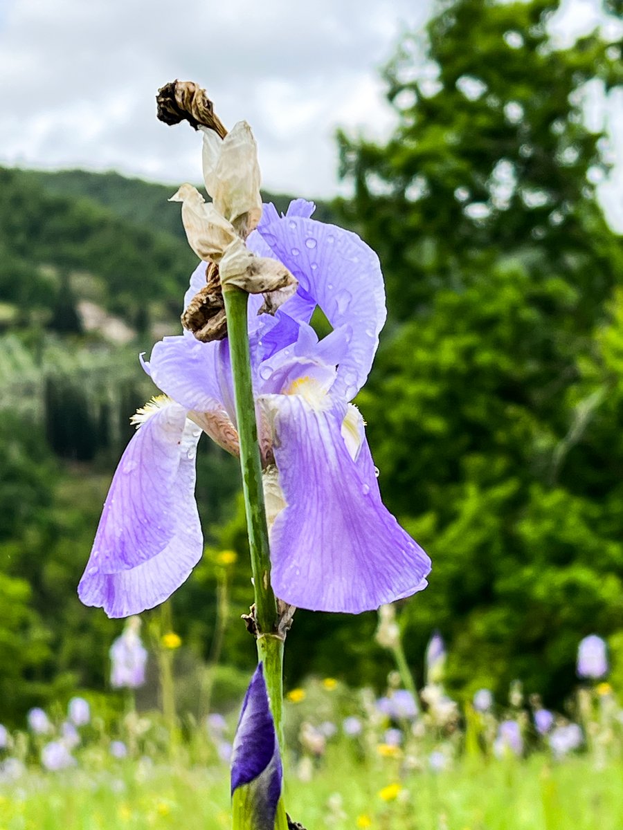 Iris Palida