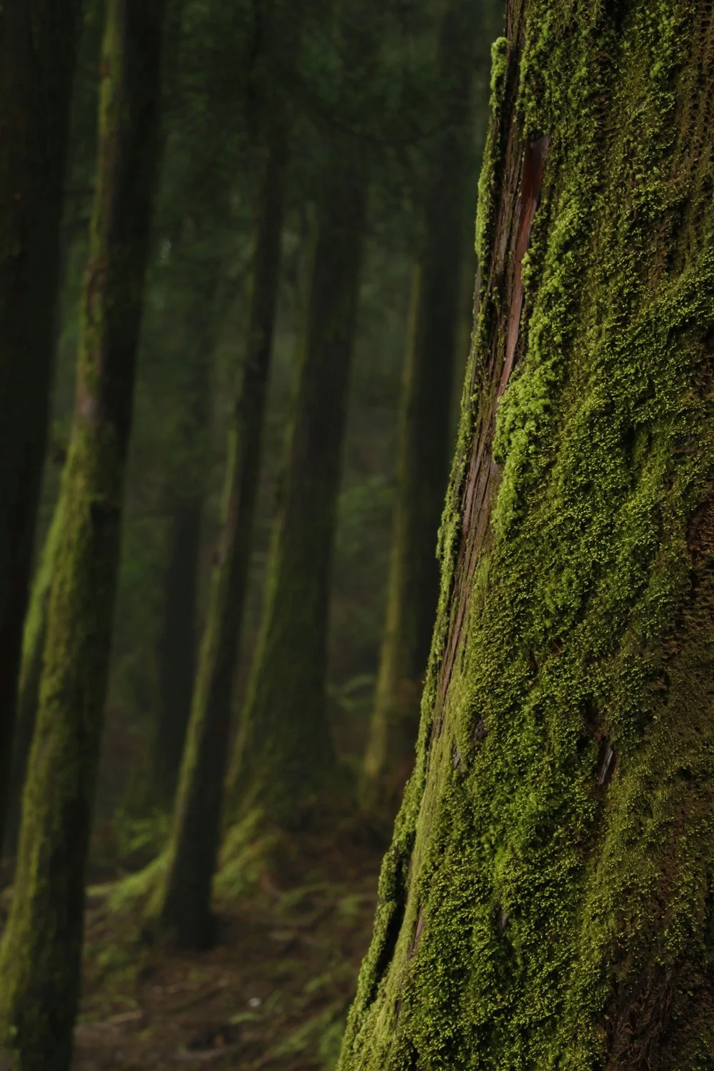 moss covered tree for monto'ac eau de parfum by source adage fragrances