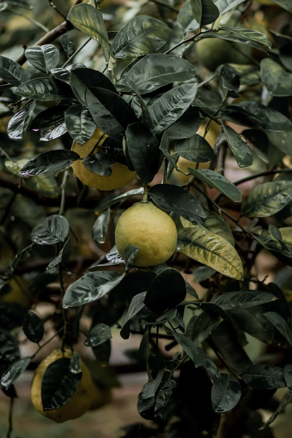 sourceadage_naturals_bergamot.jpg