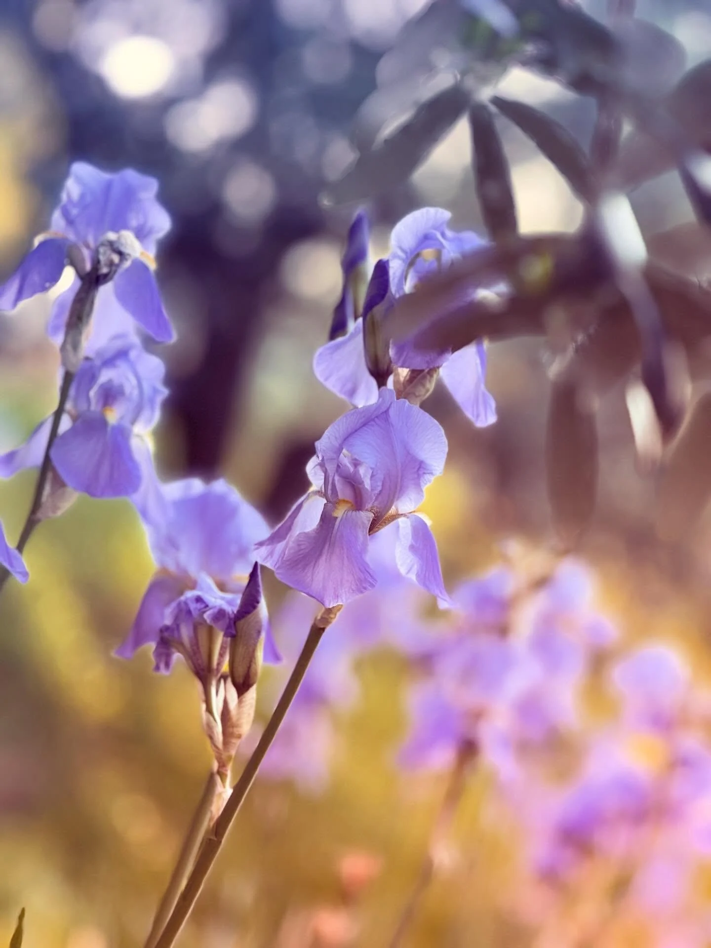Tuscany gifts us one of the most admired perfumery notes. It&rsquo;s called &ldquo;giaggiolo&rdquo; here but iris to the rest of the world. Its precious roots, not the flower, add powdery elegance to fragrances.

#sourceadage #iris #perfumery #tuscan