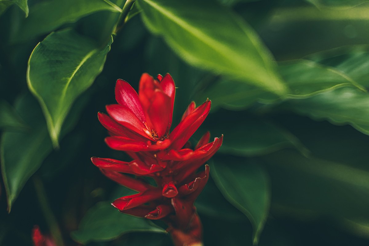 Ginger plant in Hawaii