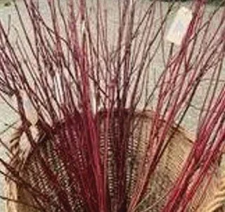 RedDogwood.jpg