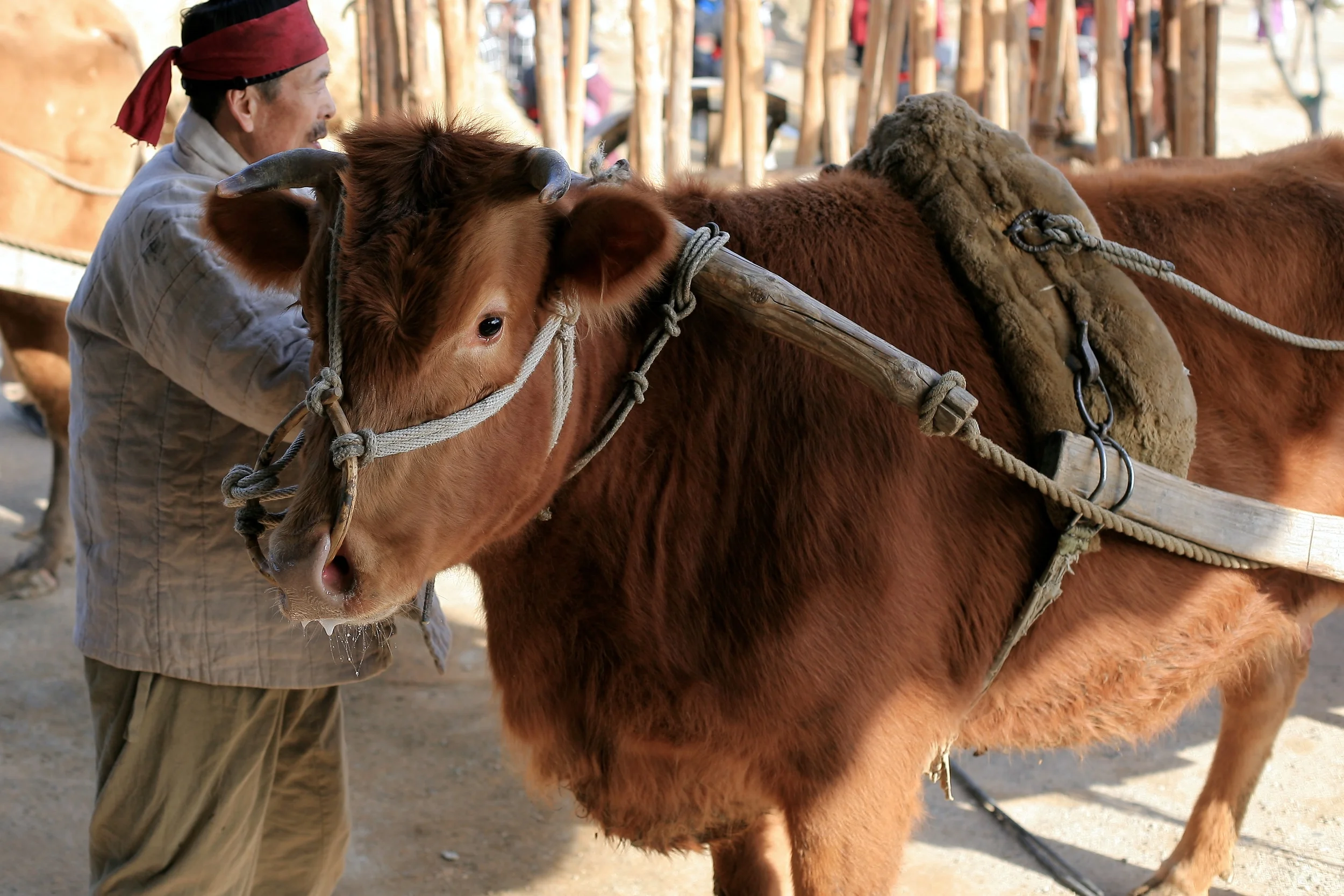  Naganeupseong Folk Village, Suncheon 