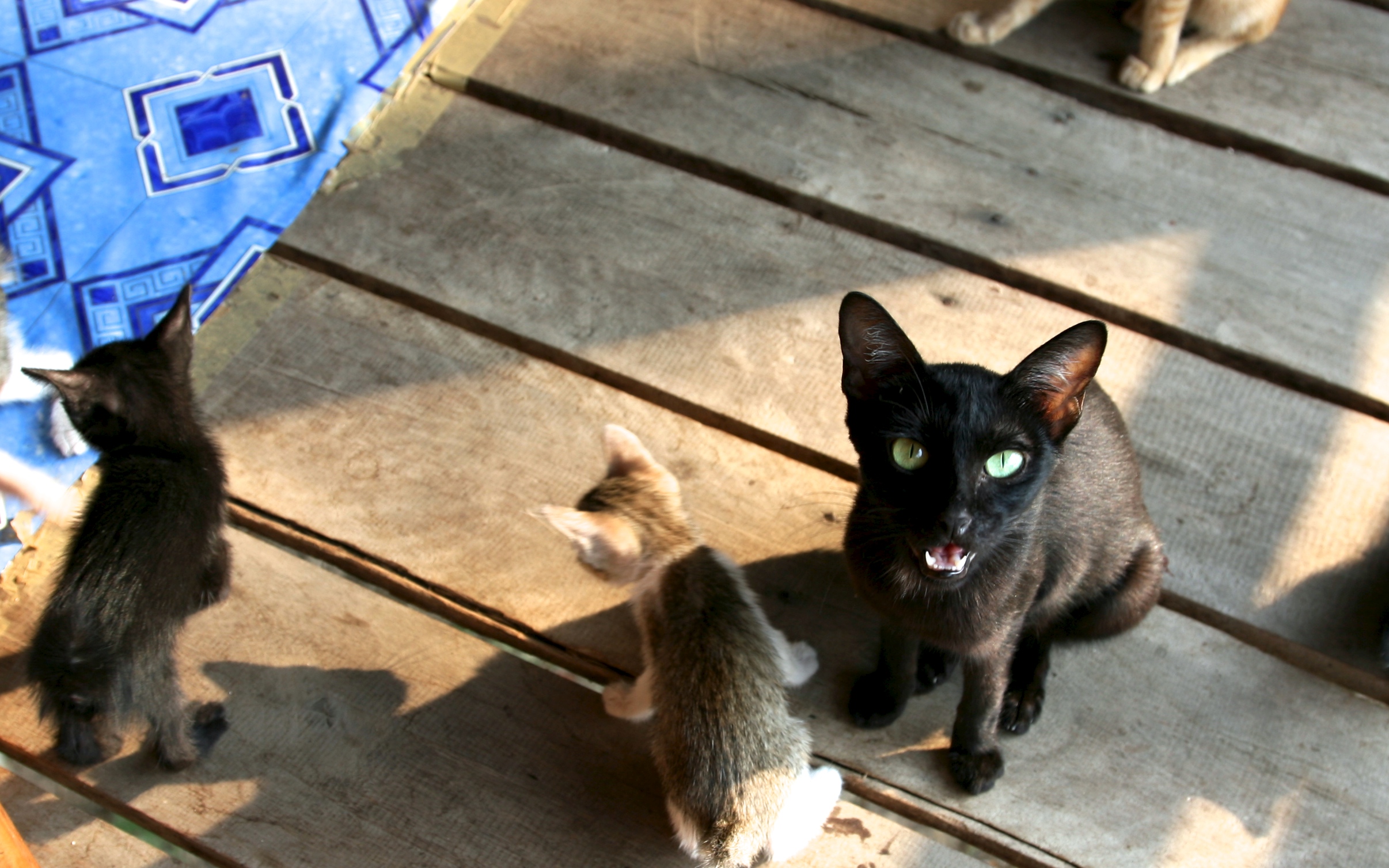 Lao cat