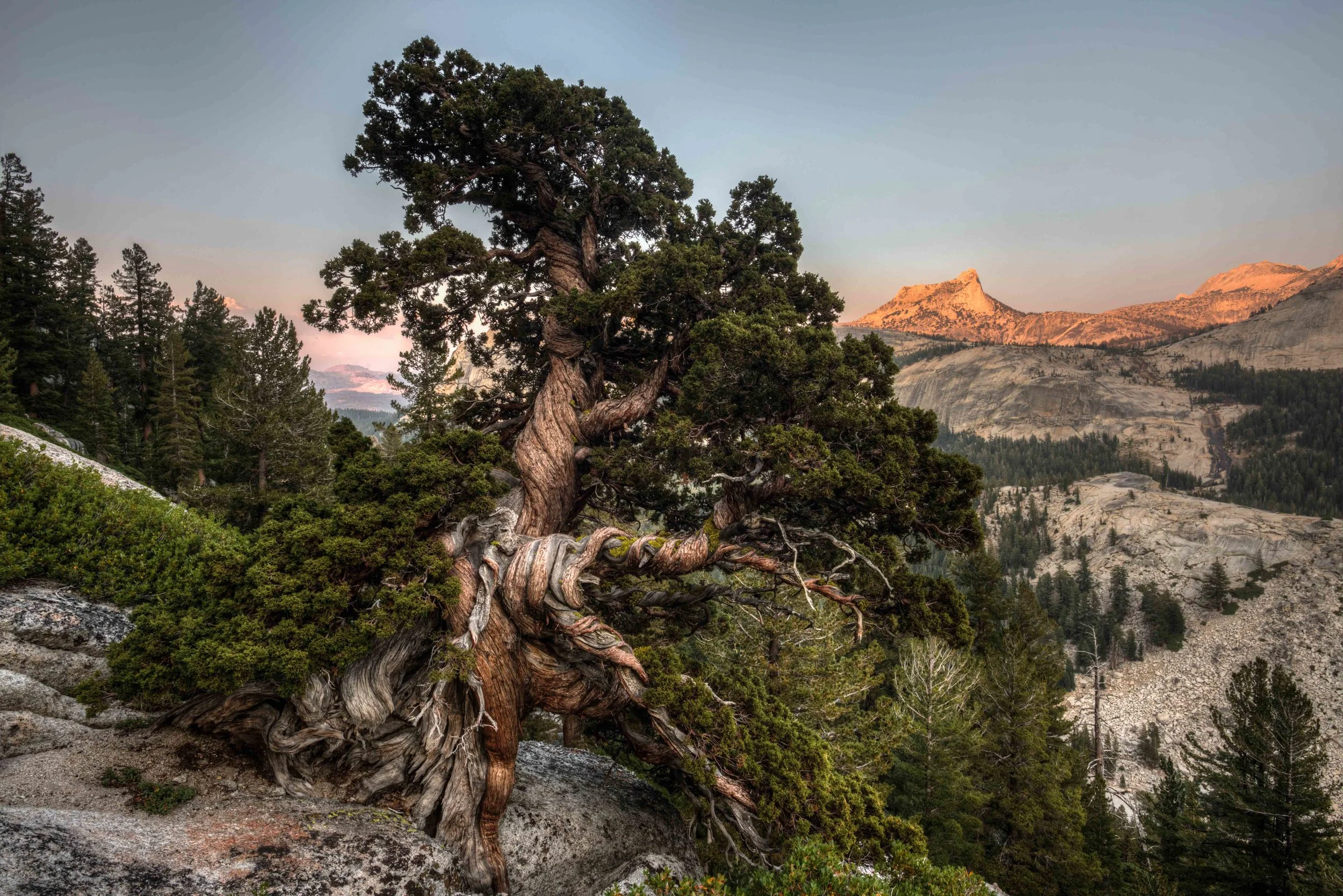 Crazy tree.jpg