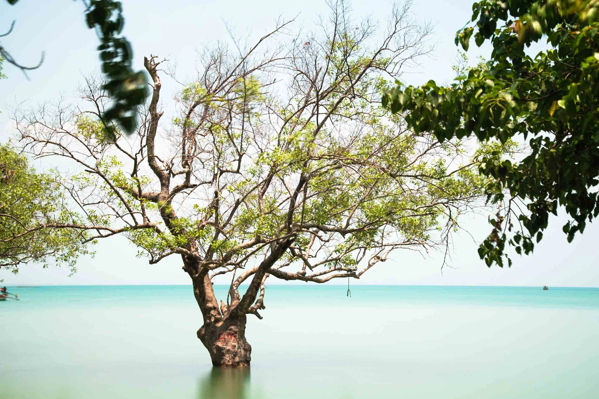 tree in the ocean (1 of 1).jpg
