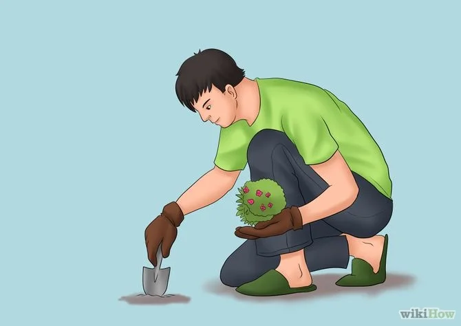 How to Plant on Your Septic System Drainfield or Leachfield