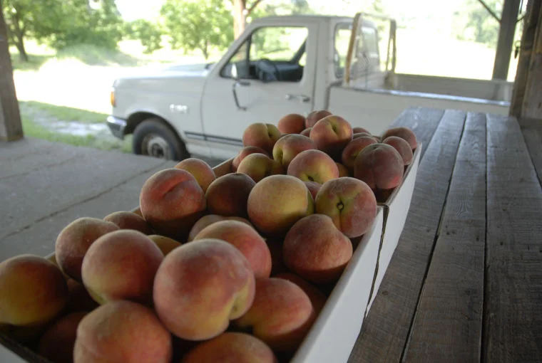 Auman Peach Orchard