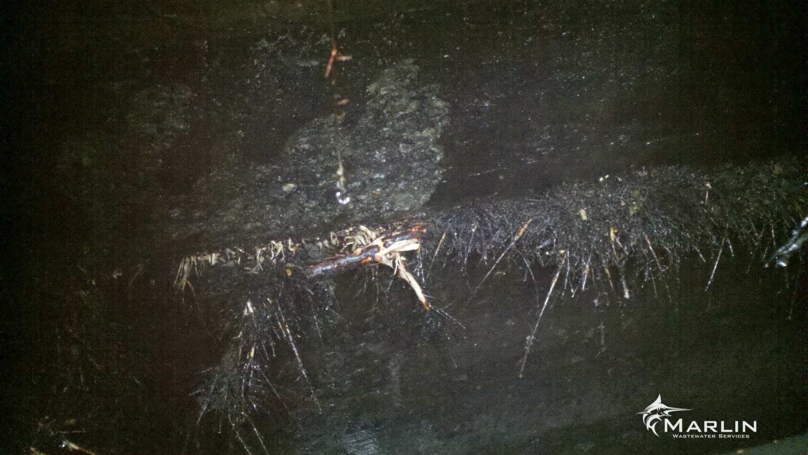 Marlin Septic System Root Damage45.jpg
