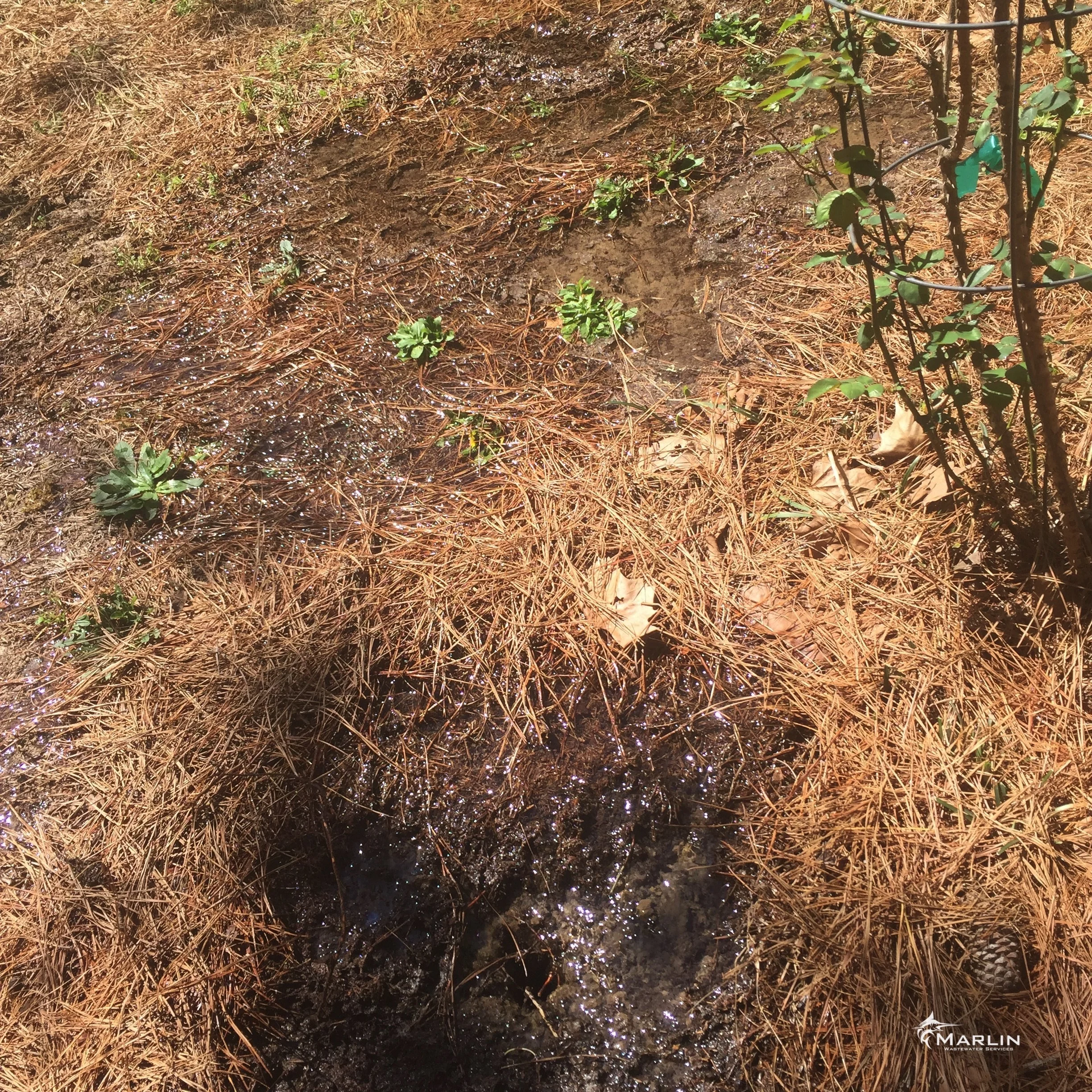 Marlin Unsorted Septic System 110.JPG