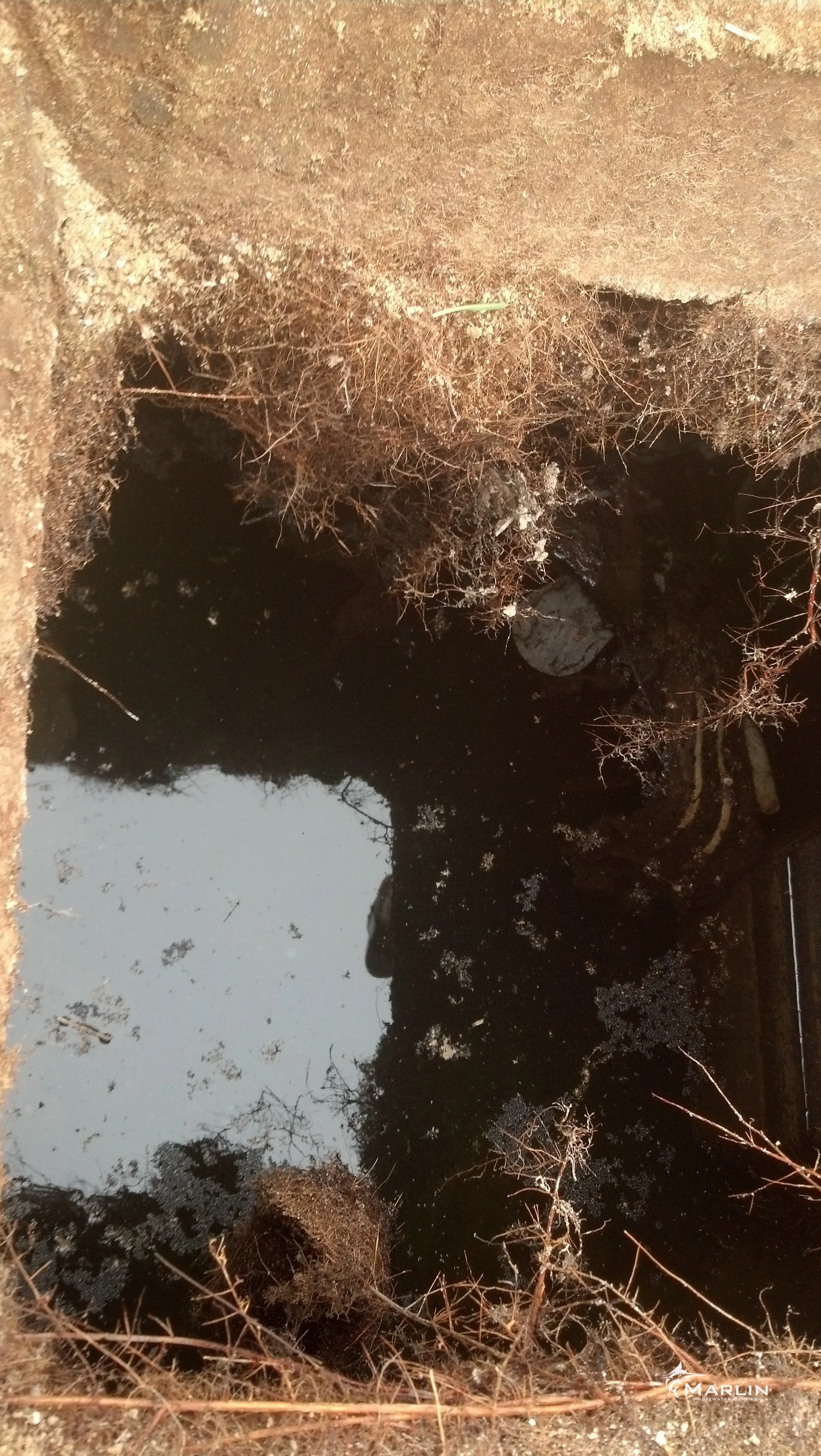 Roots Around Septic Tank Access Lid