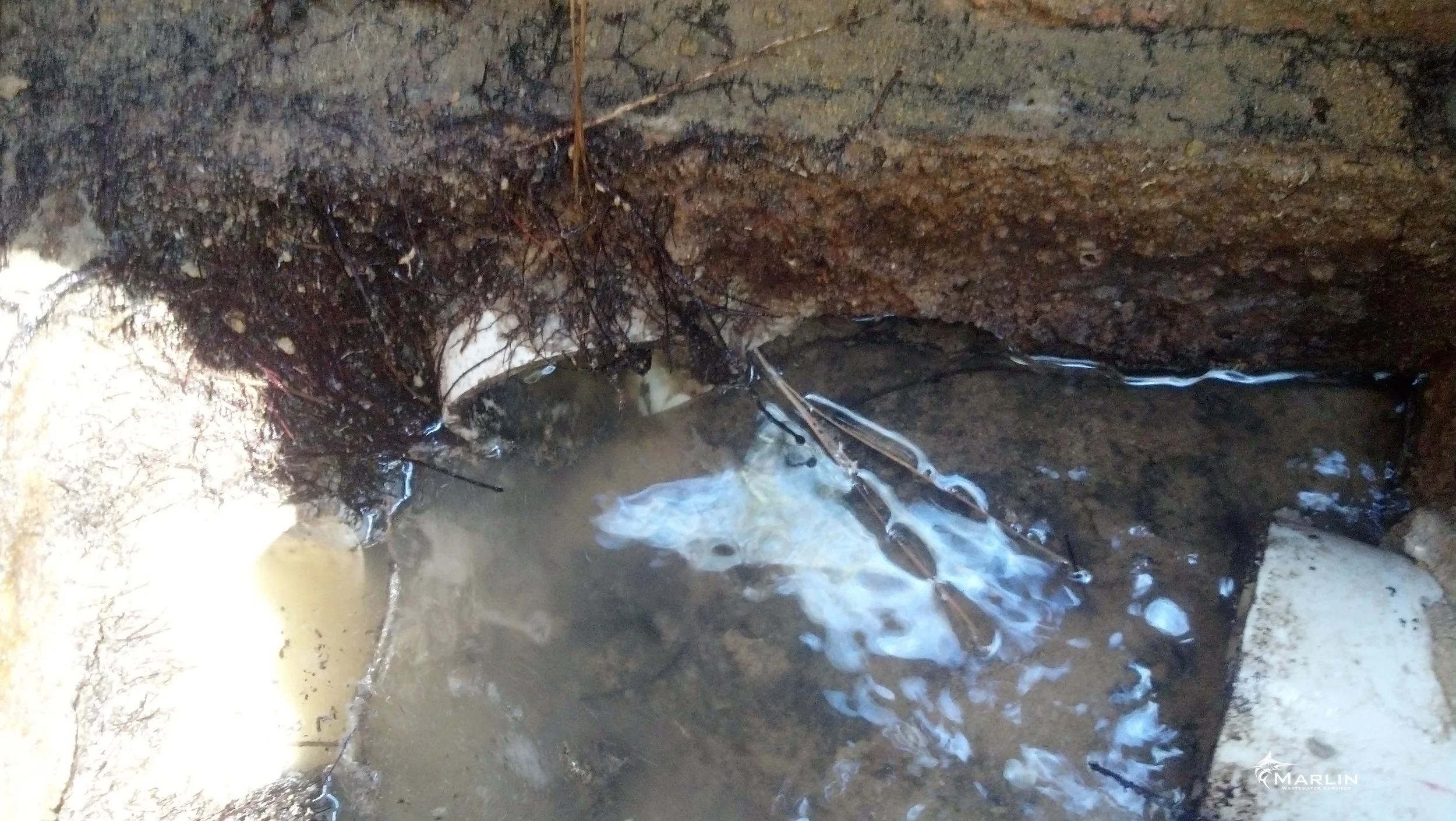 Roots Growing into Distribution Box Through Port