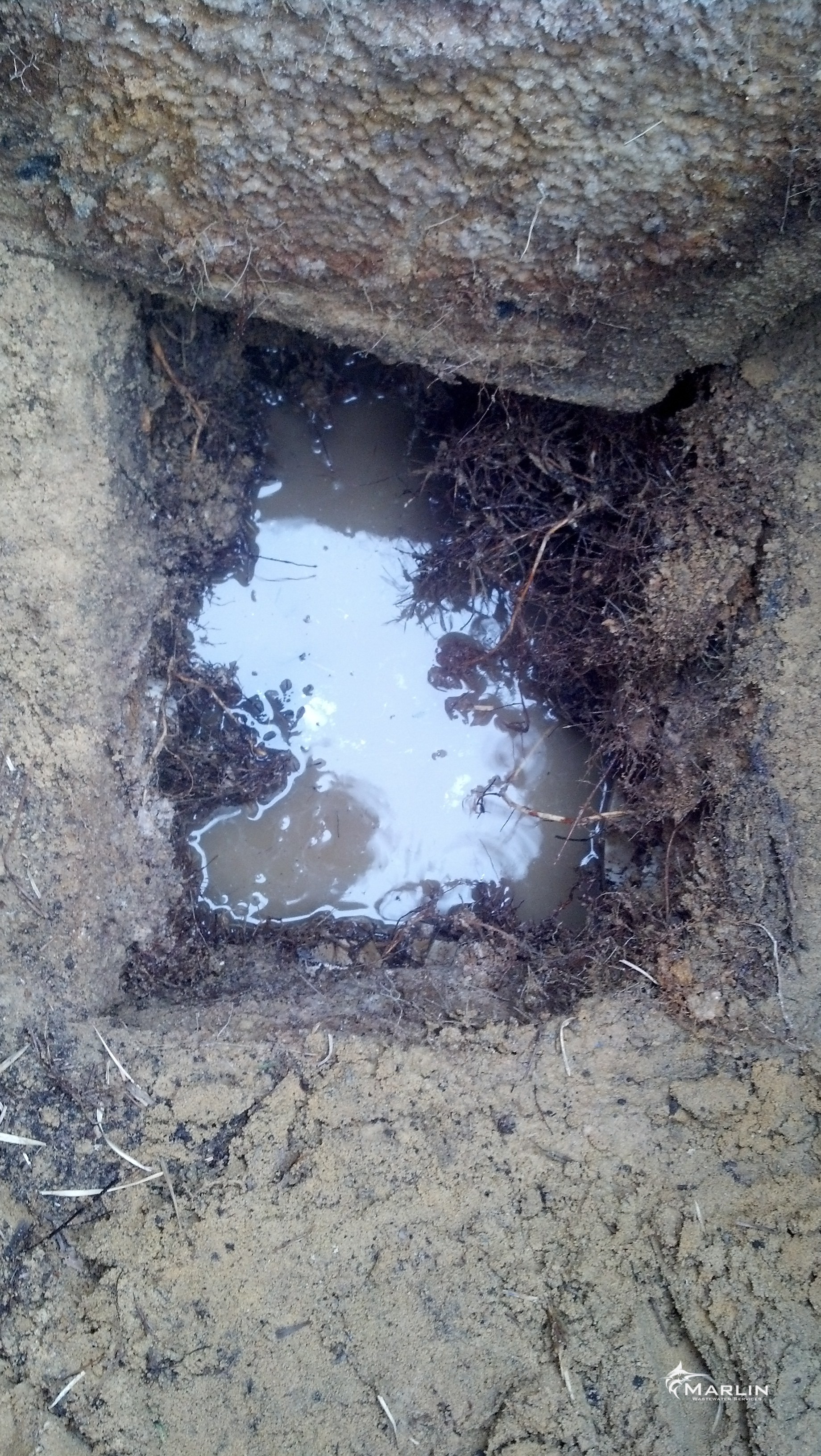 Severely Deteriorated Distribution Box with Root Penetration