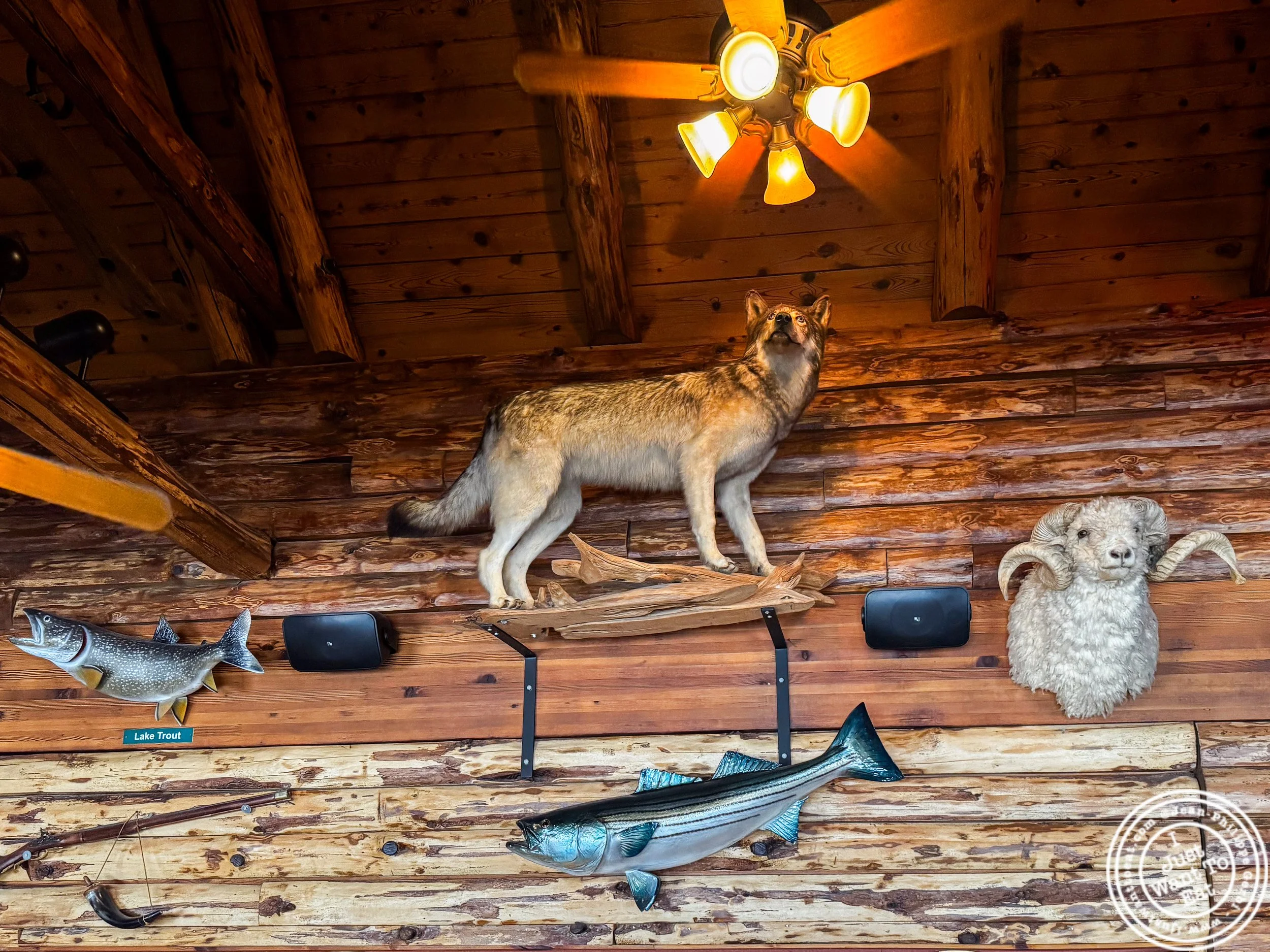 Fishes and animals hanging on the wall at The Cabin Restaurant in Freehold, NJ