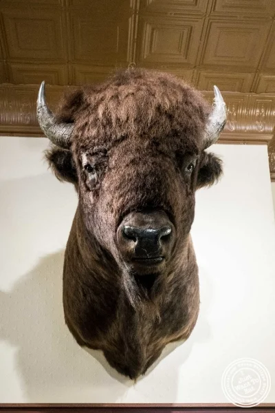 Bison at Ted's Montana Grill in New York, NY