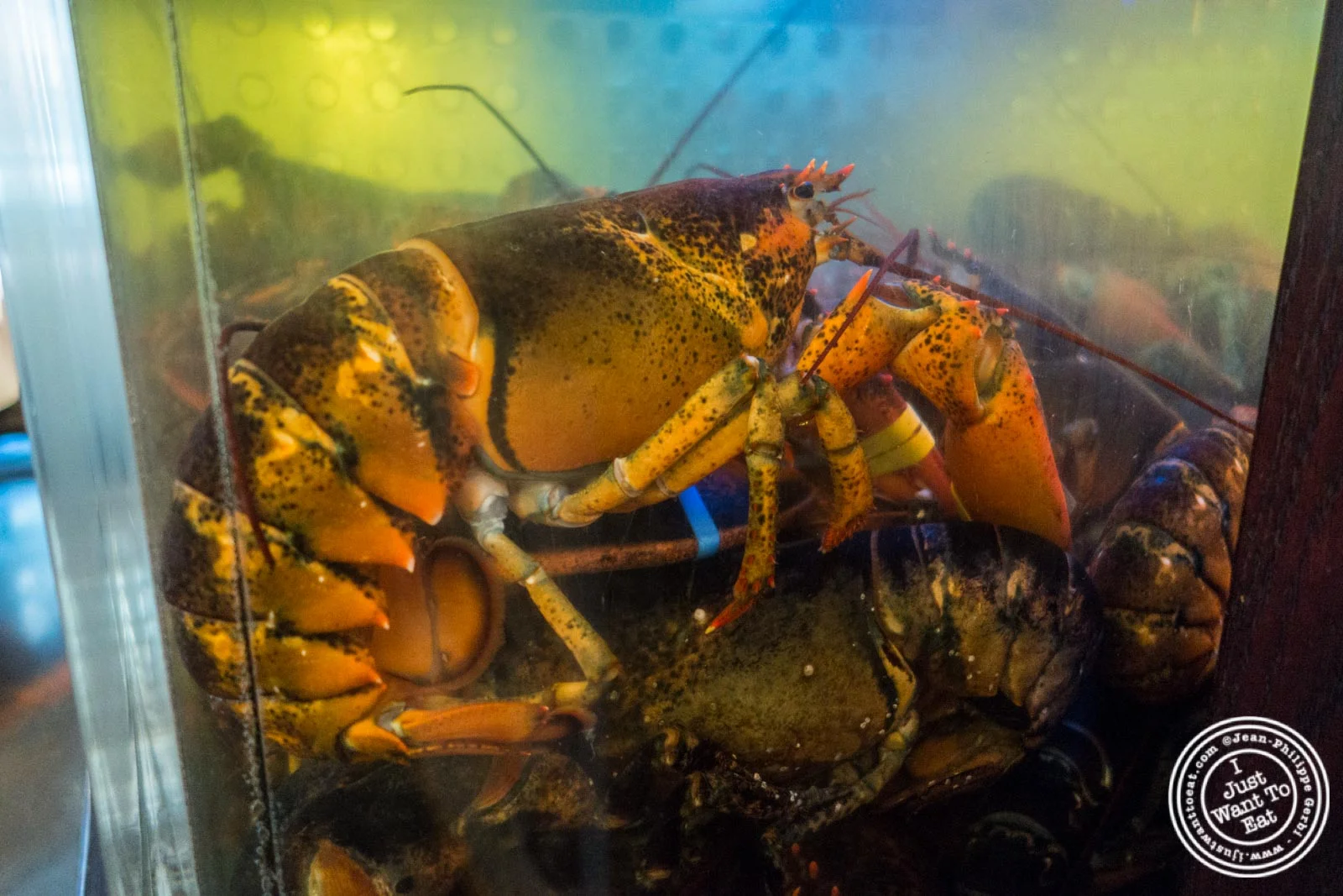 City Lobster and Steak in New York, NY
