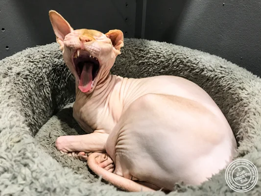 Marcel the cat at Neko Cafe in Grenoble, France
