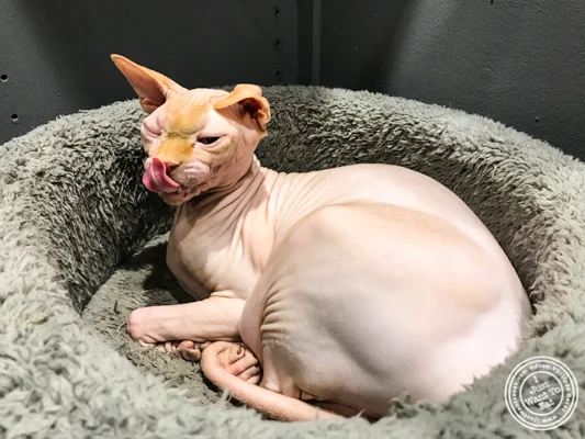 Marcel the cat at Neko Cafe in Grenoble, France