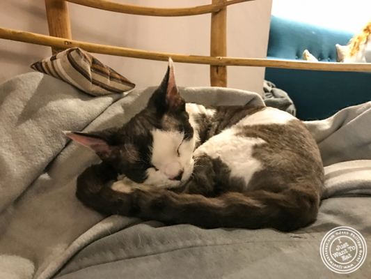 Marguerite at Neko Cafe in Grenoble, France