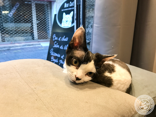 Marguerite at Neko Cafe in Grenoble, France