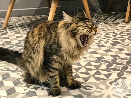 Madeleine at Neko Cafe in Grenoble, France