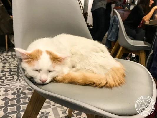 Noe at Neko Cafe in Grenoble, France