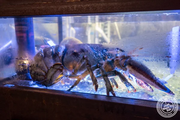 Fish tanks at Burger and Lobster in Times Square