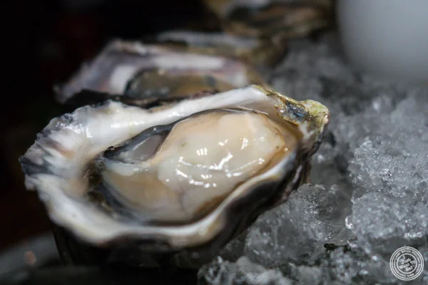 Oysters at Union Square Cafe in NYC, NY