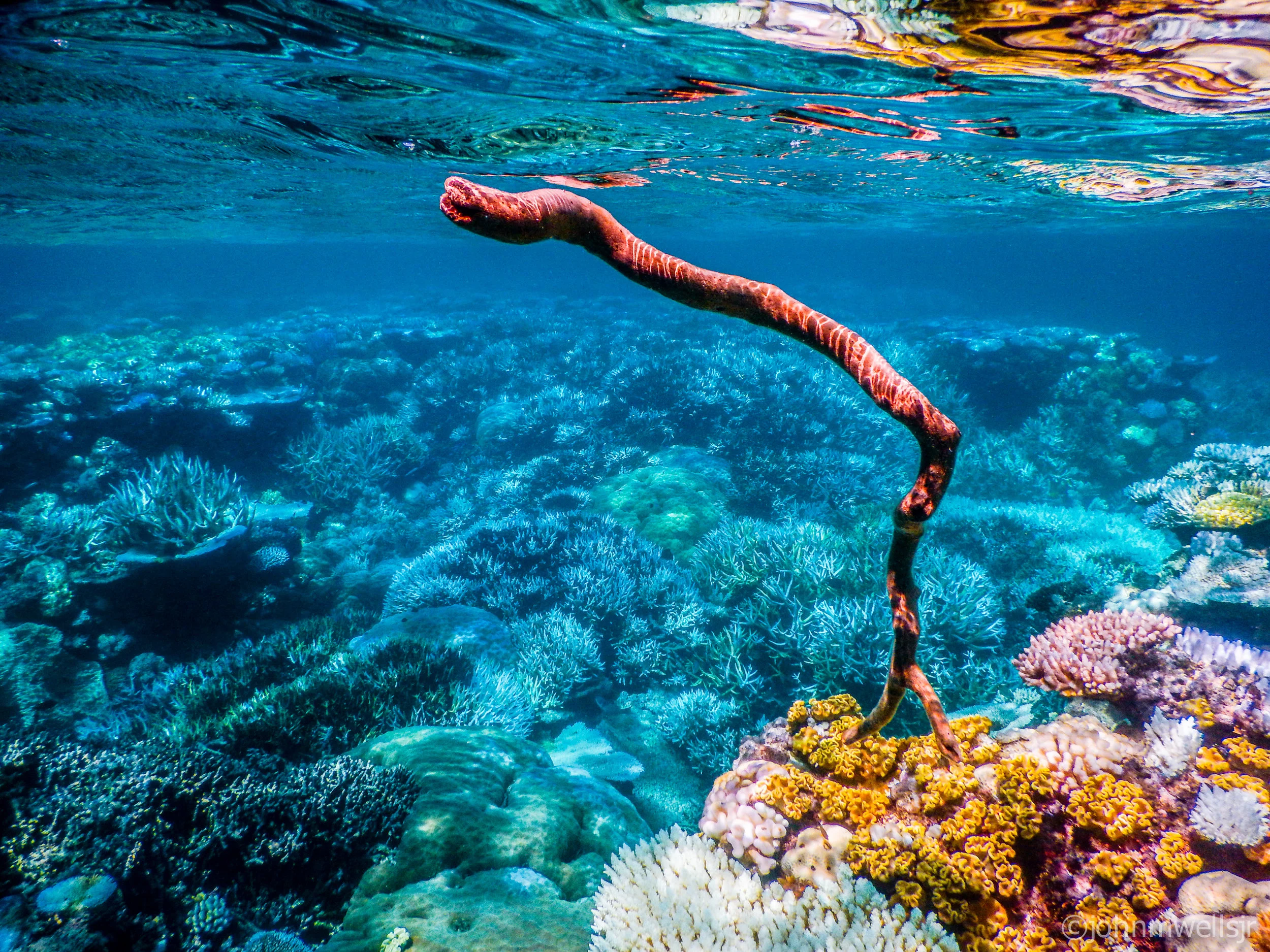 The Great Barrier Reef 