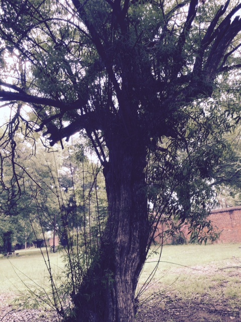 I'll have to write a scene around this malicious-looking twisty tree!