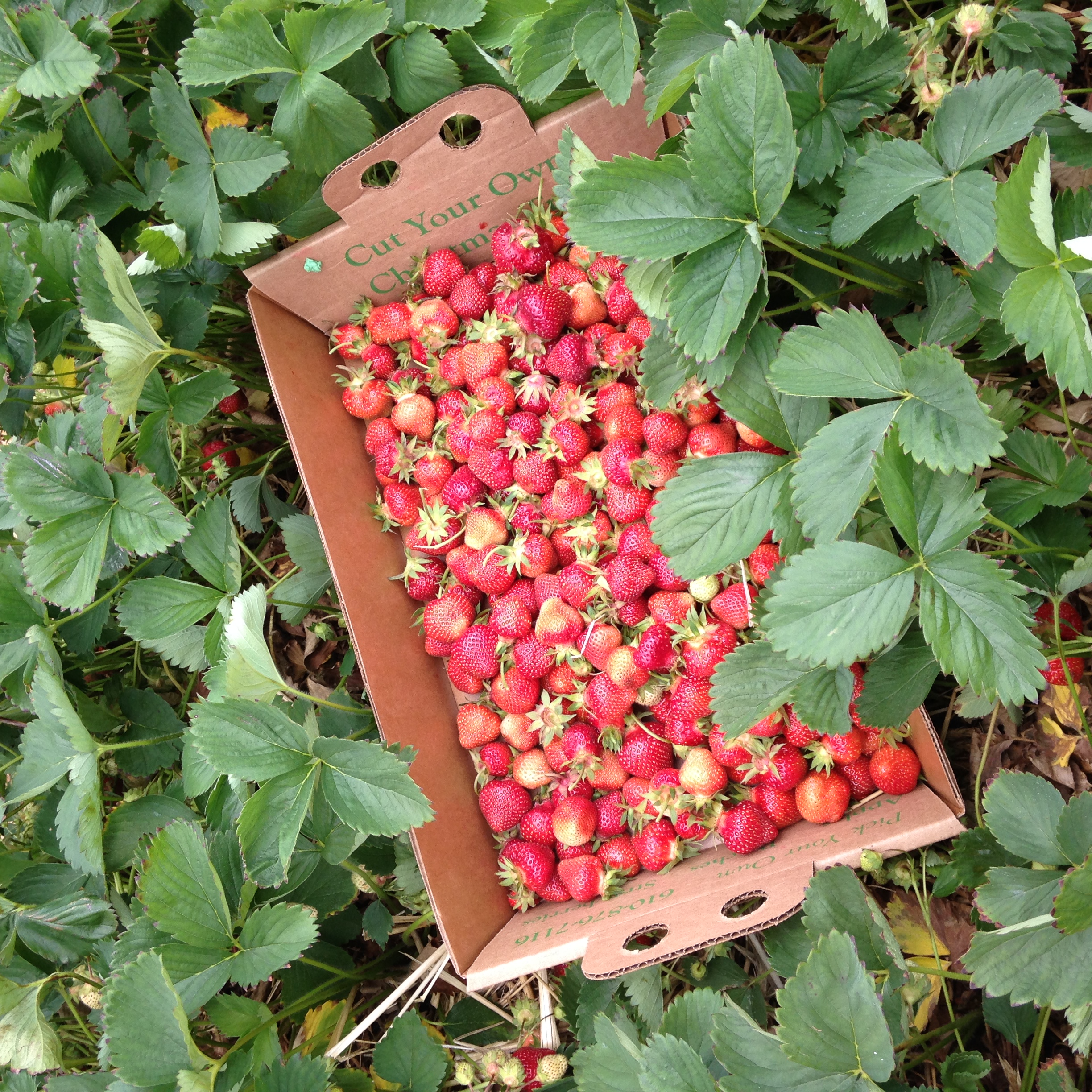 Strawberries!!!