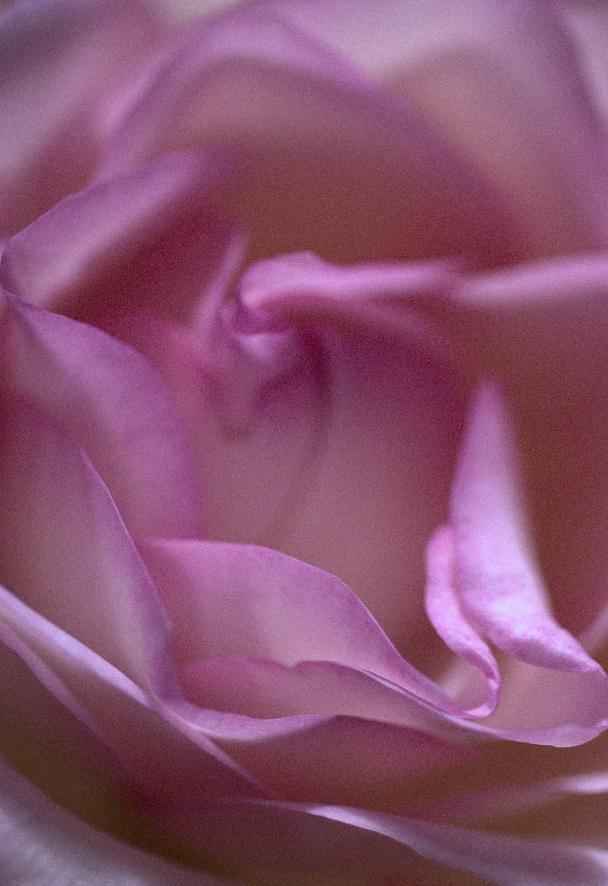rose2DSC_0022.jpg