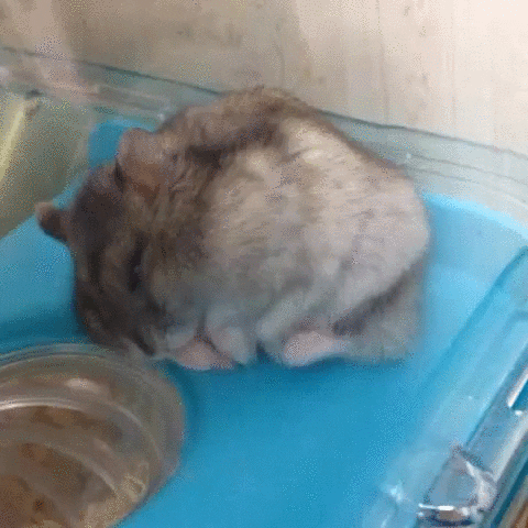 HamsterSleep.gif