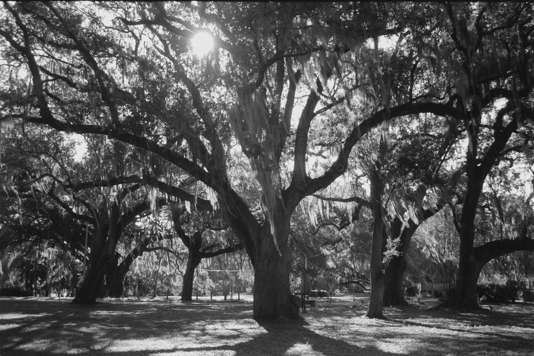 roll 30946-0011.Jpg .Jpg