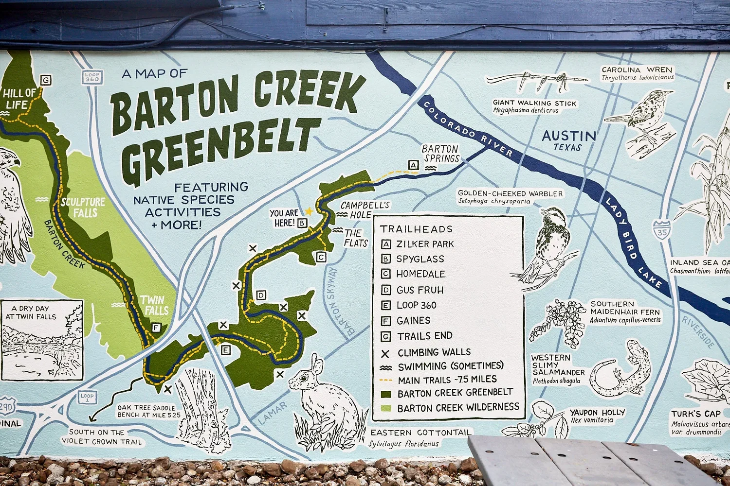 Barton Creek Greenbelt Mural by Emma Schmidt