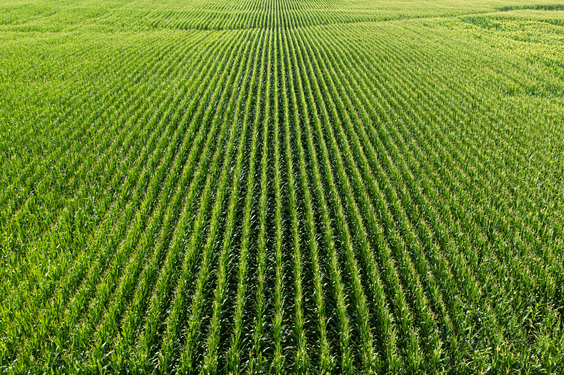 2020_07_21_Illinois_Cherry_Valley_Road_Corn_DJI_0082.jpg