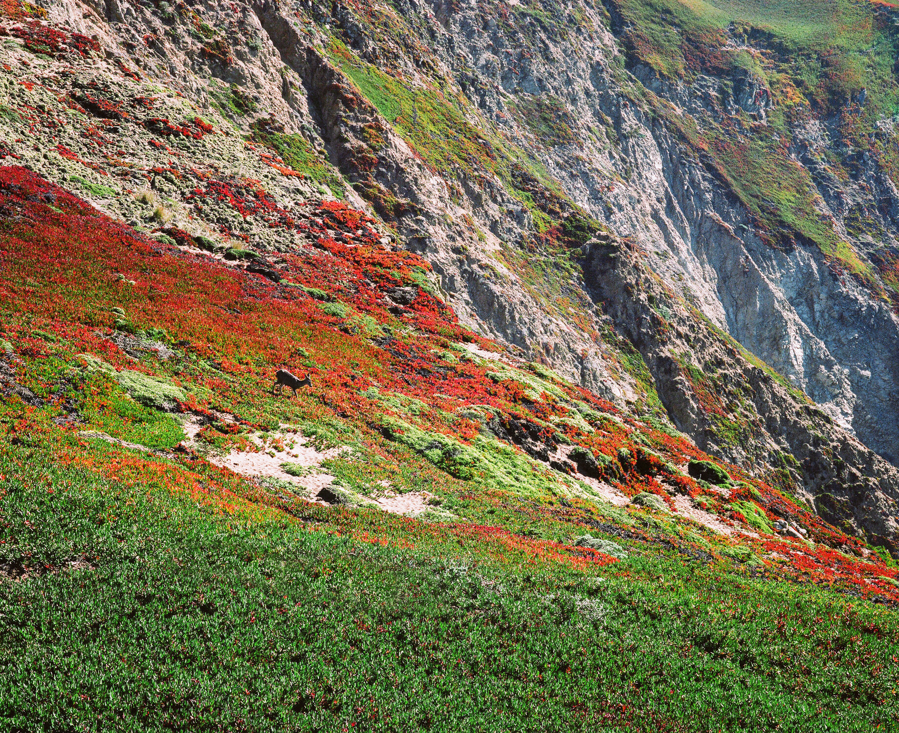 California_Point_Reyes_Deer_Ice_Plant_RJS_000099750010.jpg