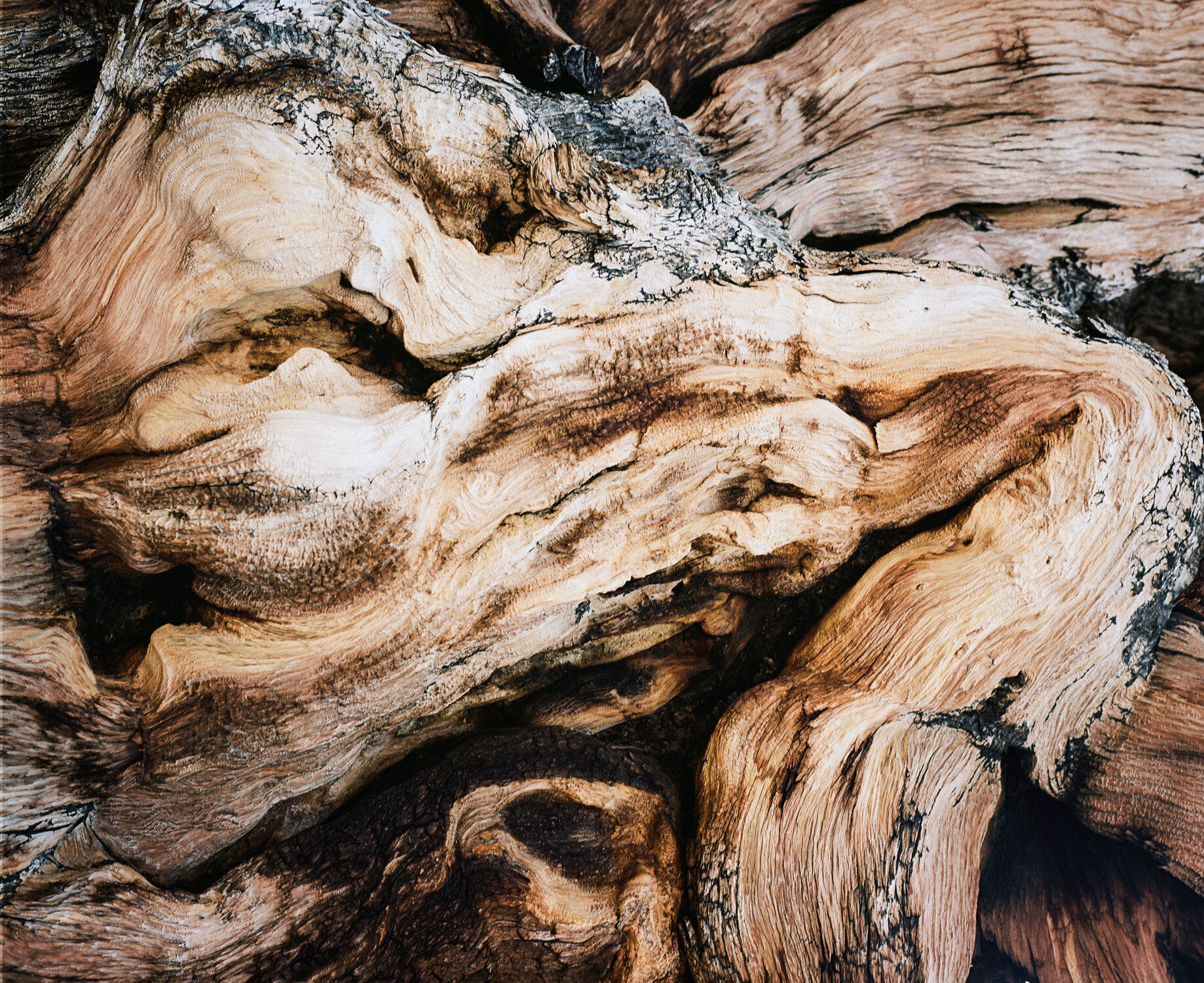 California_Methuselah_Tree_Texture_RJS_000061710008.jpg