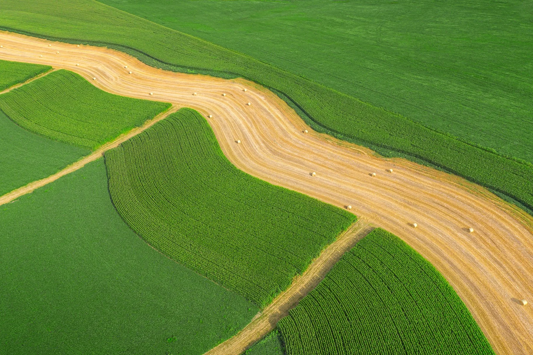 2020_0727_Wisconsin_Farmland_Snake_RJS_DJI_0183_V1.jpg
