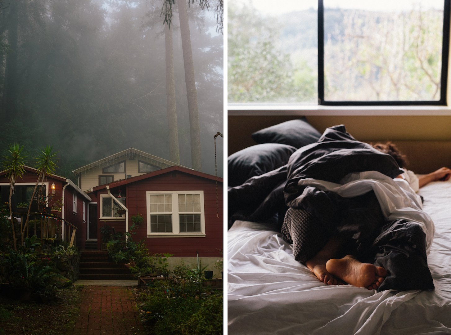 DAY 2: REDWOODS IN FORESTVILLE