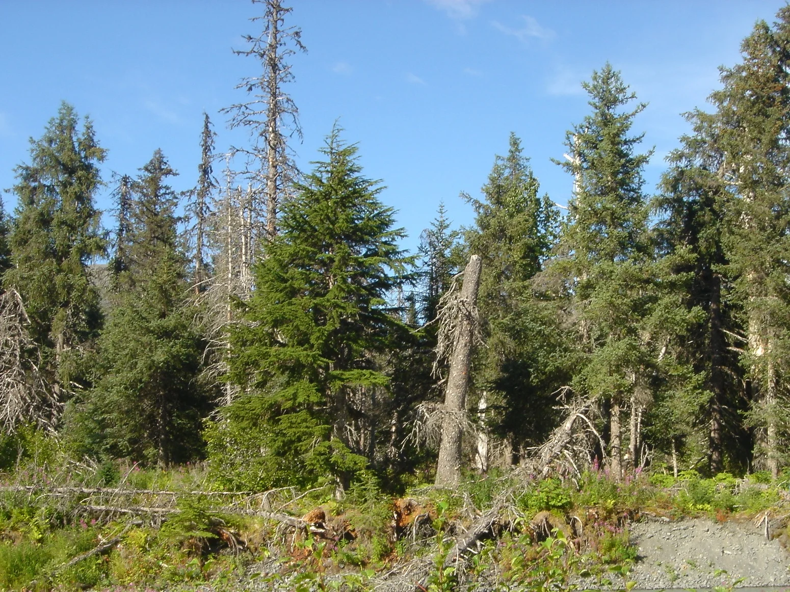 Wood